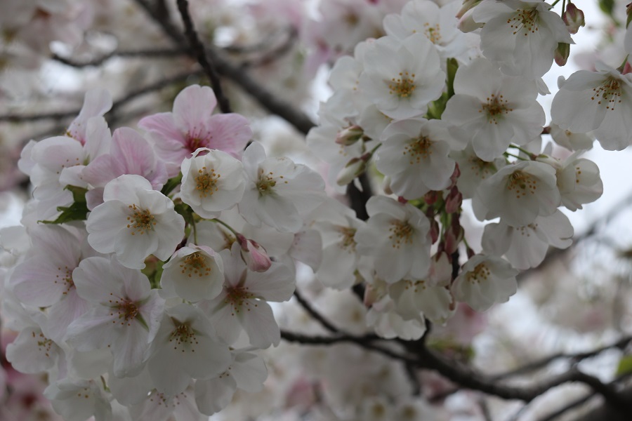 桜の花もかなり開いてきました