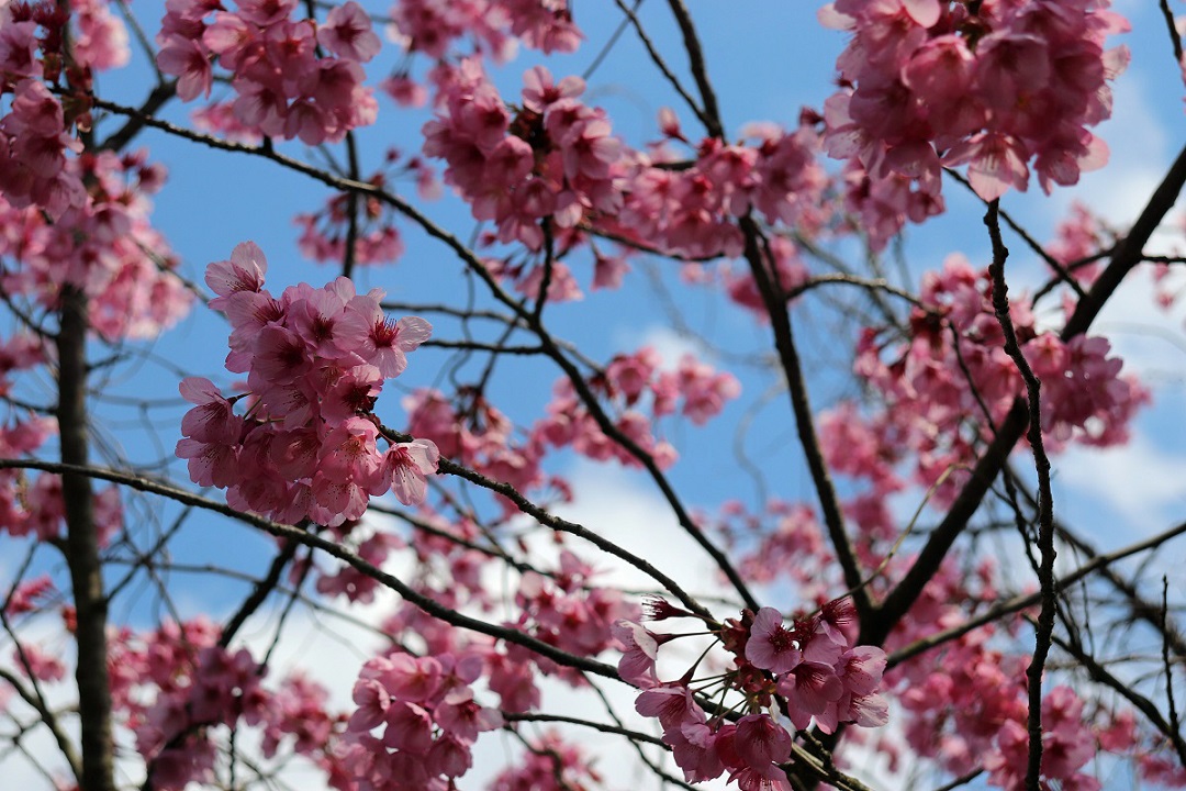 これから遅咲きのさまざまな桜が楽しめます