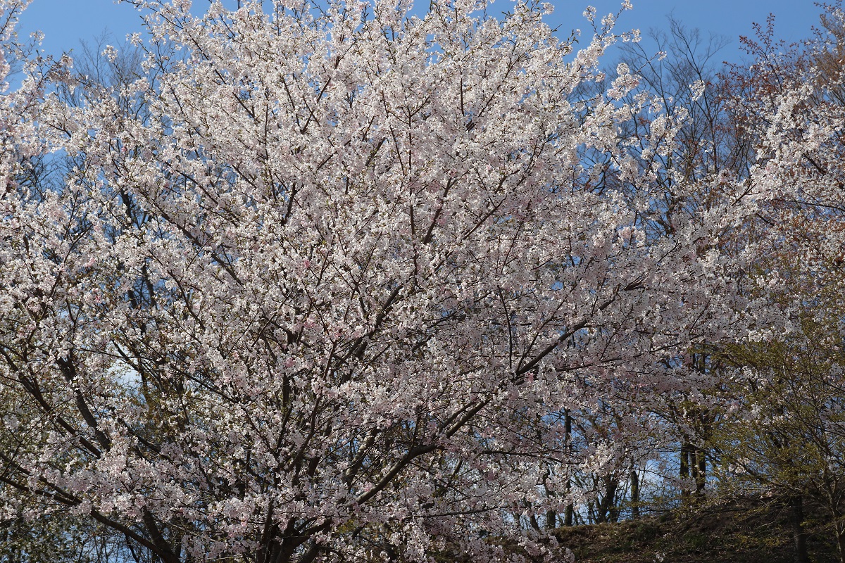 こちらは三瓶　上山の桜植栽地