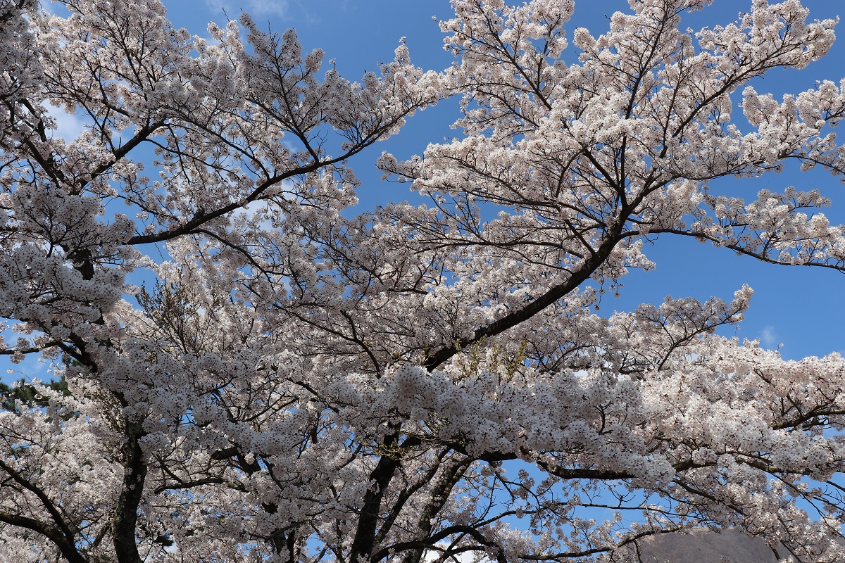 三瓶　西の原の桜