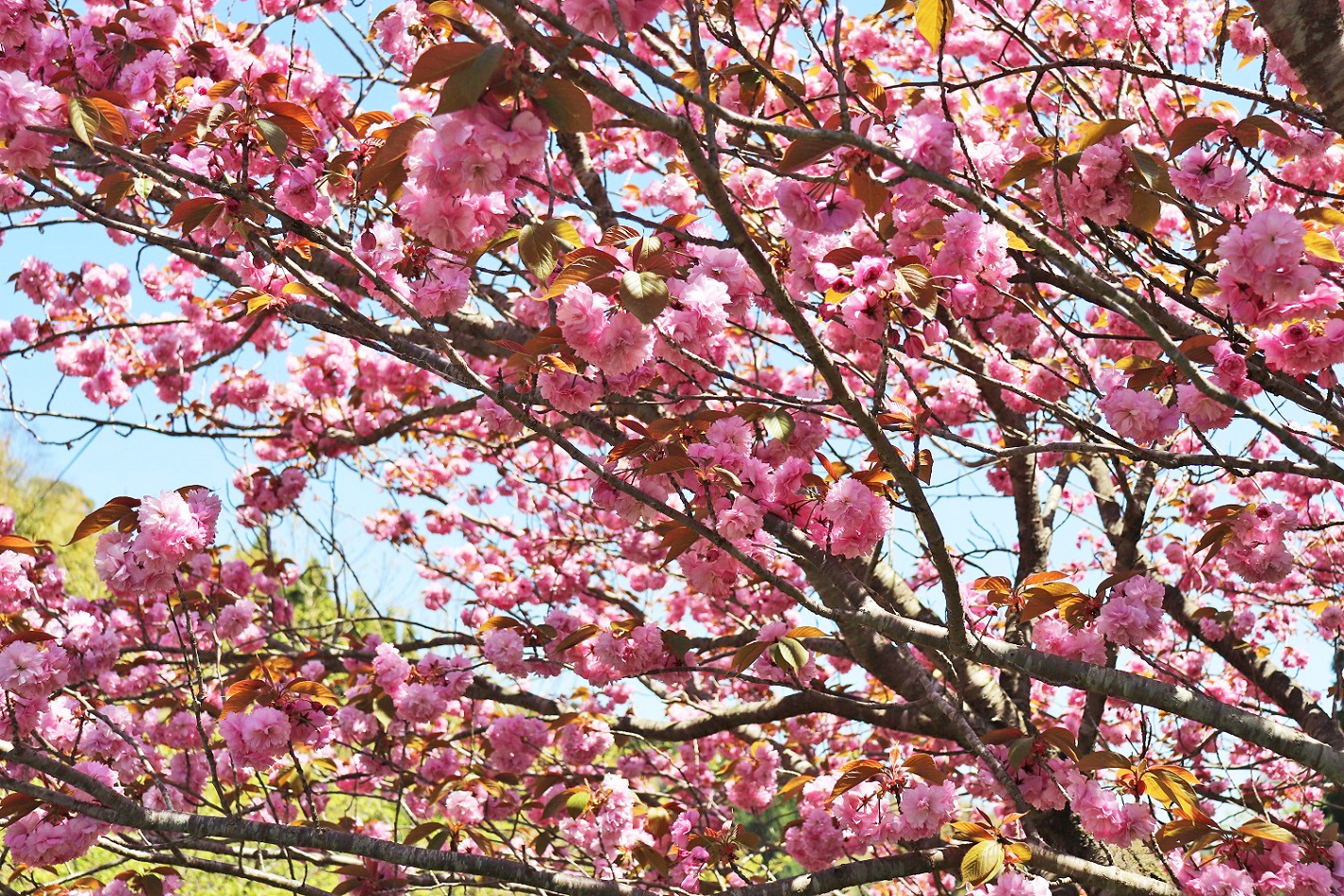 道沿いに咲く桜