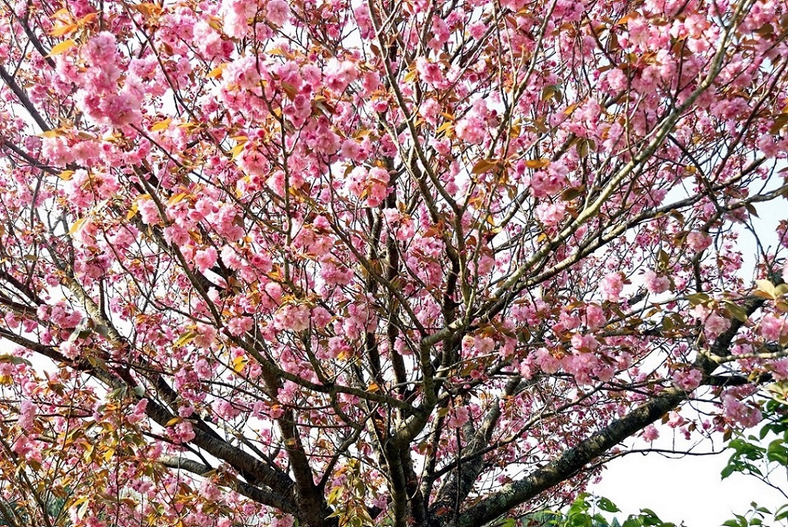 身近に咲く桜